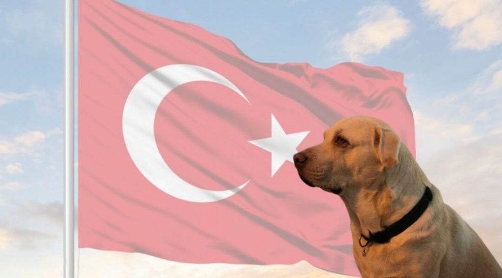 nombres turcos para perros
