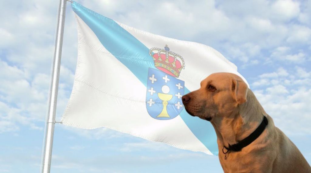100 nombres gallegos para perros