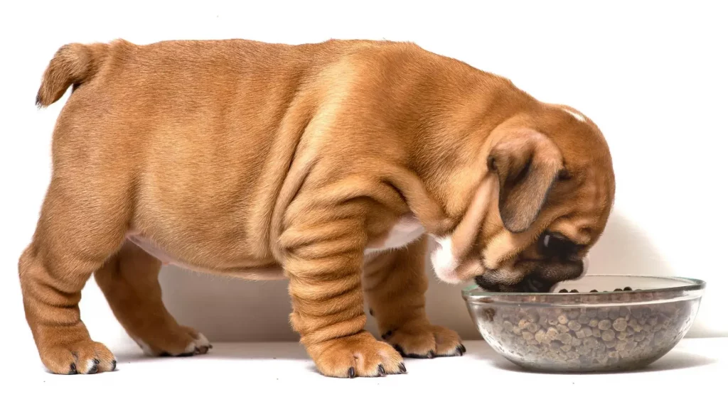comida para cachorros de 3 meses